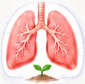 Illustration of developing lungs